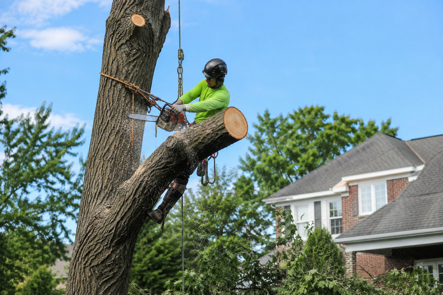 Professional tree removal service